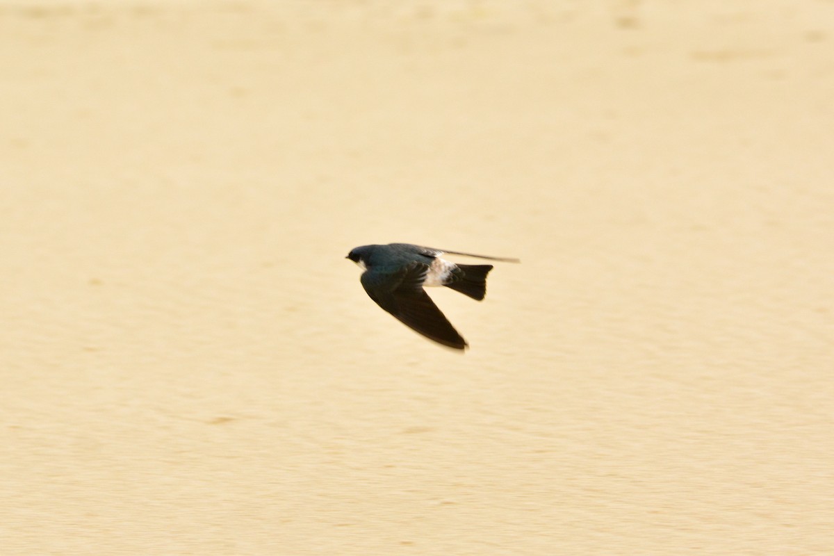 White-rumped Swallow - ML636505849