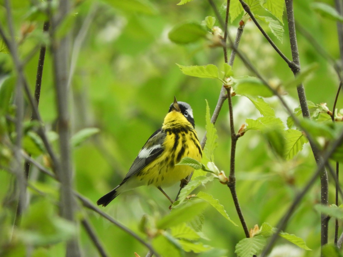 Magnolia Warbler - ML636505851