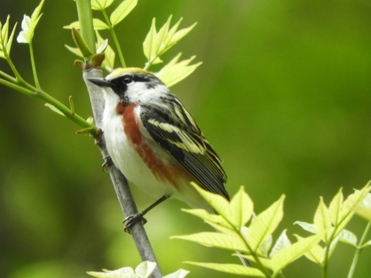 Chestnut-sided Warbler - ML636505859