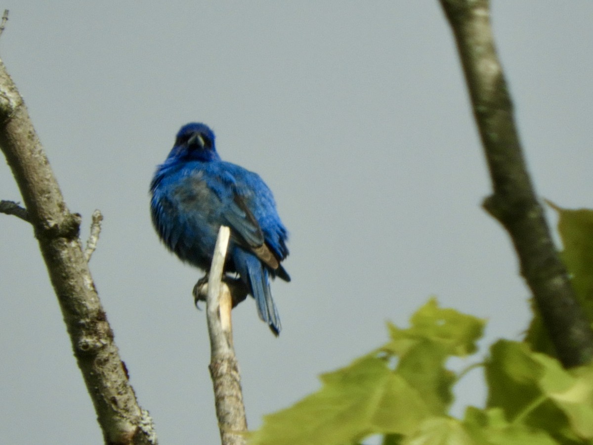 Indigo Bunting - ML636505880