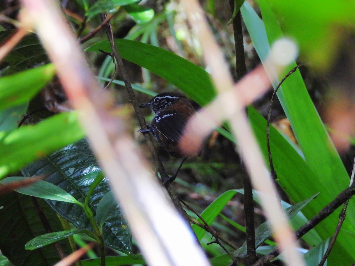 Bar-winged Wood-Wren - ML636505900