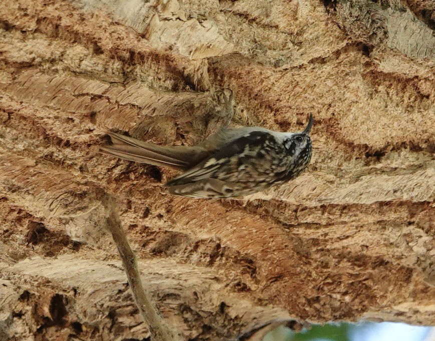 Brown Creeper - ML636505964