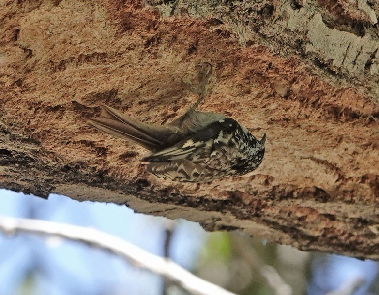 Brown Creeper - ML636505965