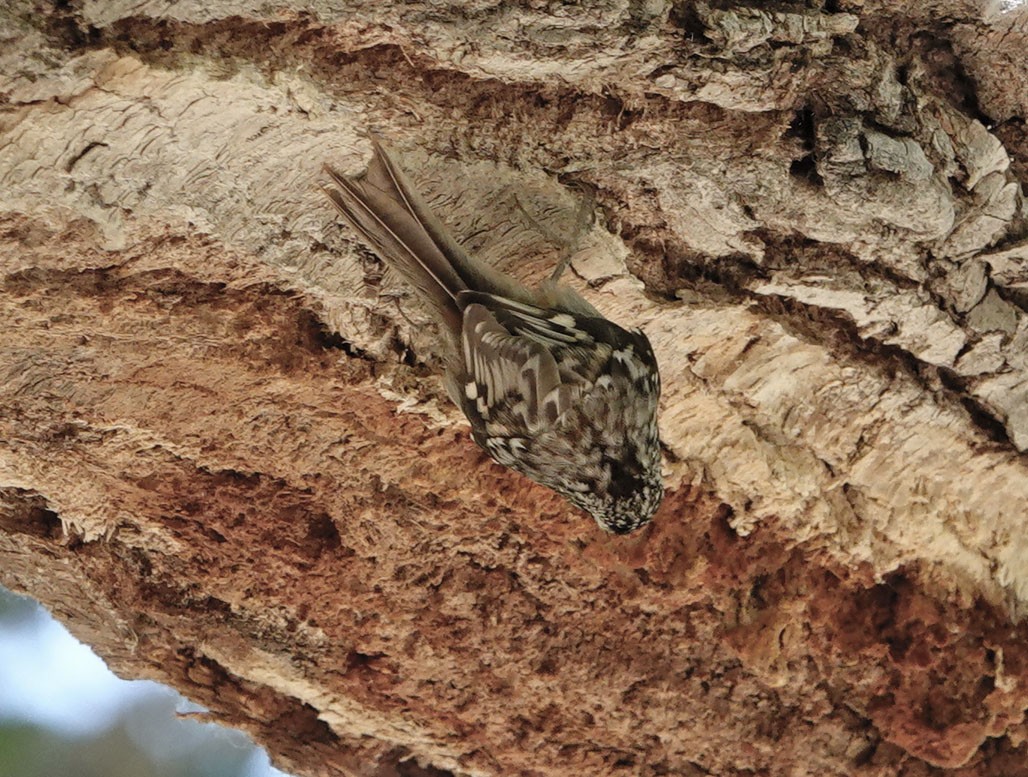 Brown Creeper - ML636505966