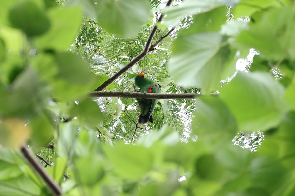 Papuan Eclectus - ML636505969