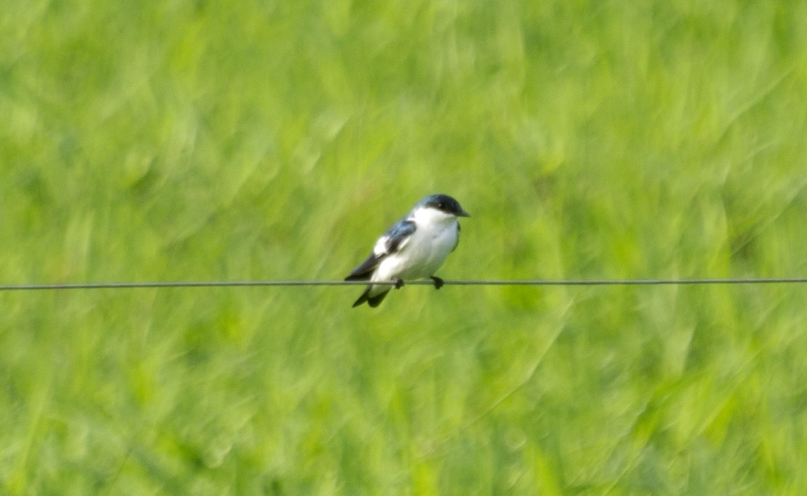 White-winged Swallow - ML636505970