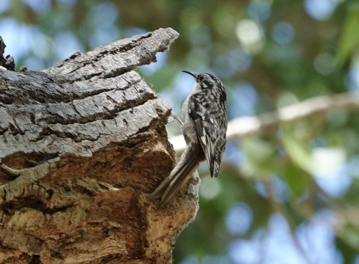 Brown Creeper - ML636505971