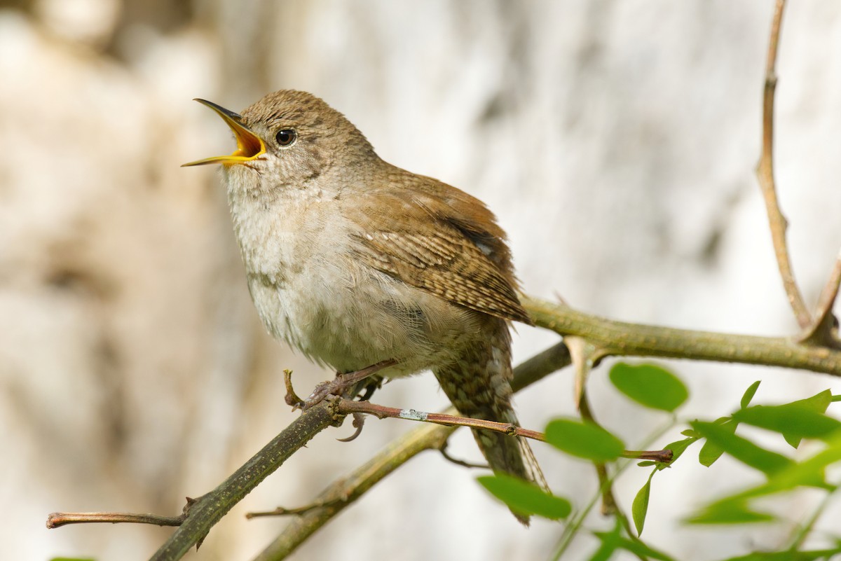 Northern House Wren - ML636506001