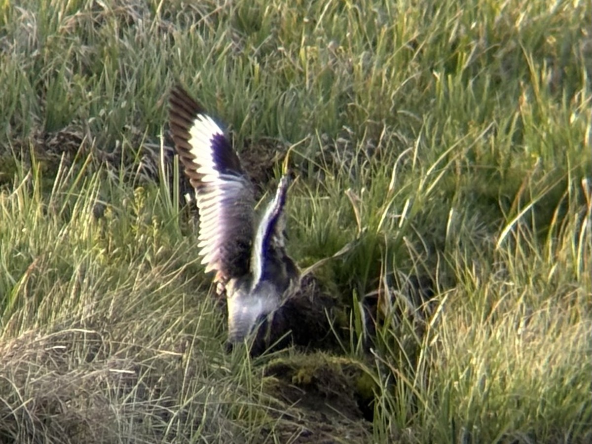 Willet - ML636506013