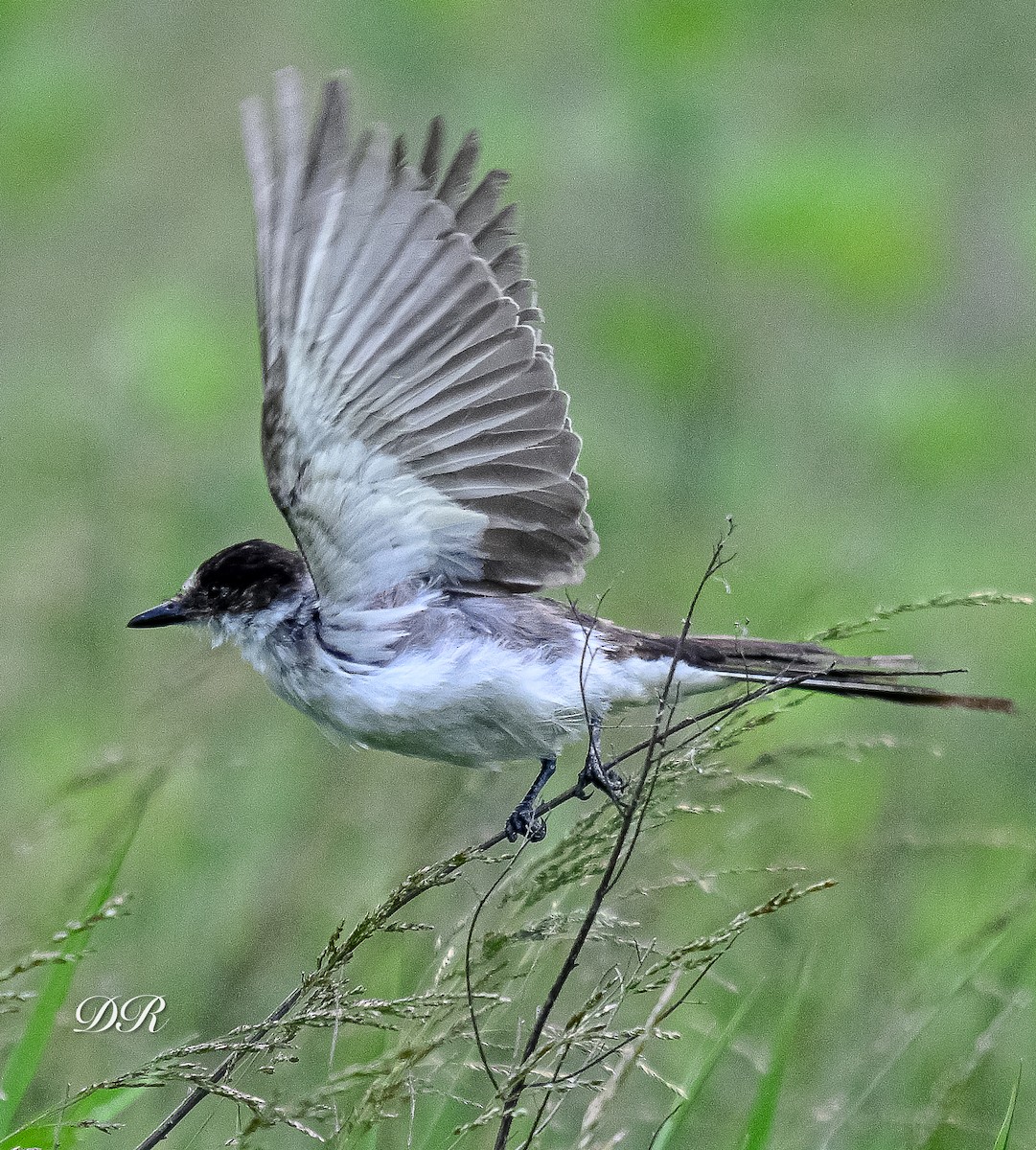 Gabelschwanz-Königstyrann - ML636506058