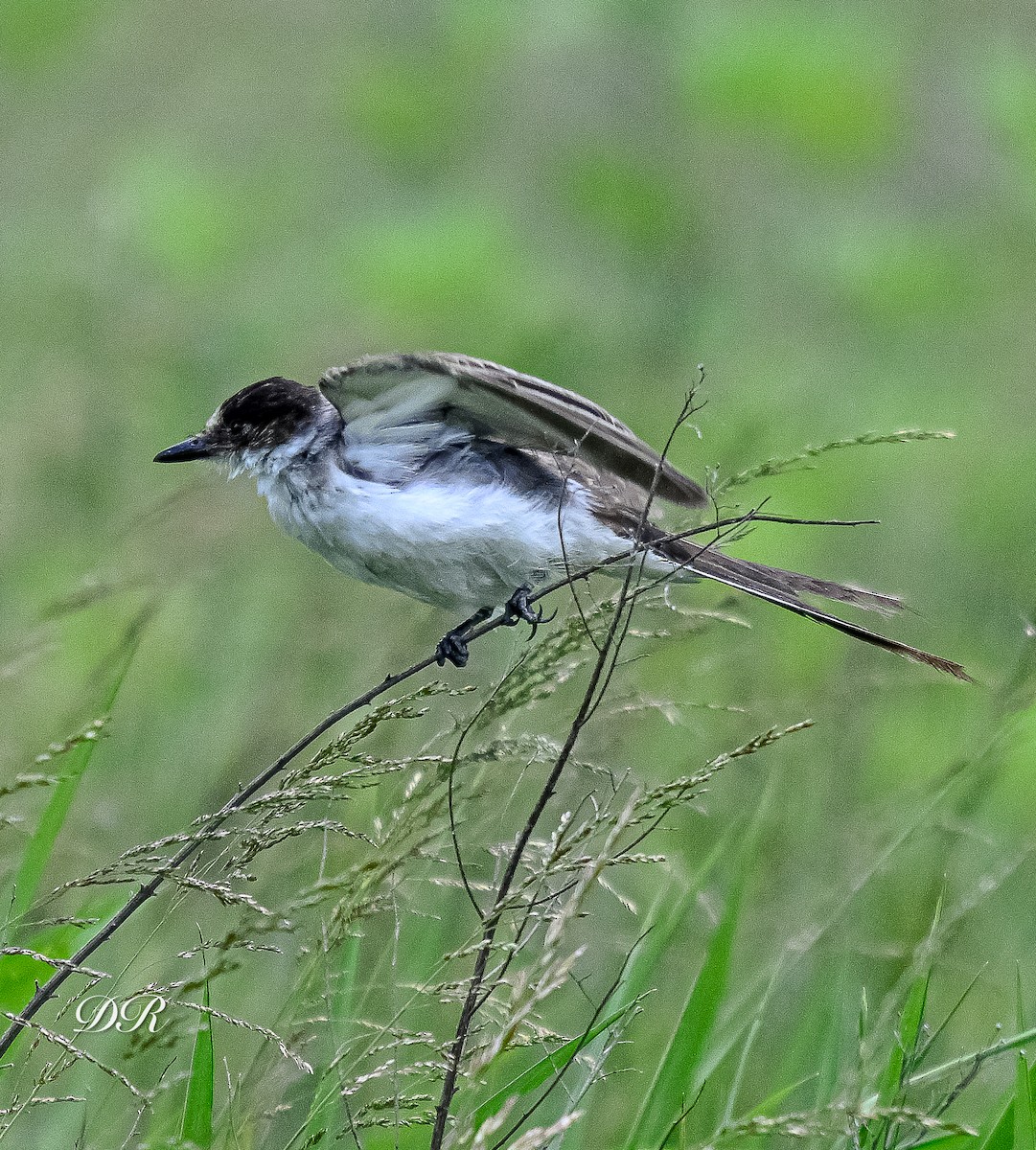 Gabelschwanz-Königstyrann - ML636506059