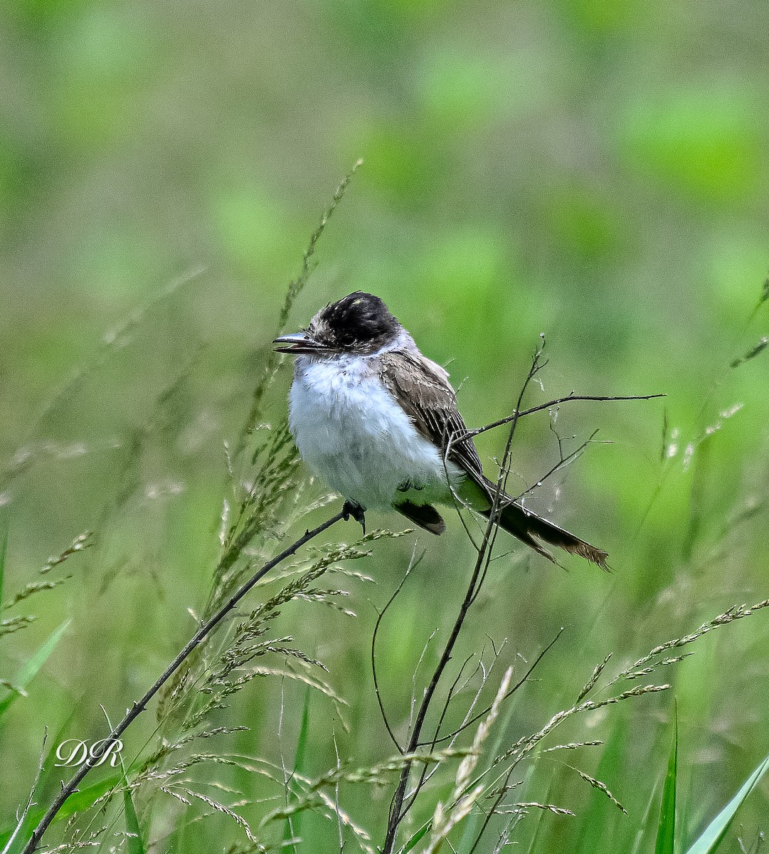 Gabelschwanz-Königstyrann - ML636506060