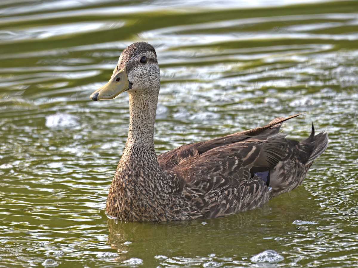 Mallard x Mottled Duck (hybrid) - ML636506114