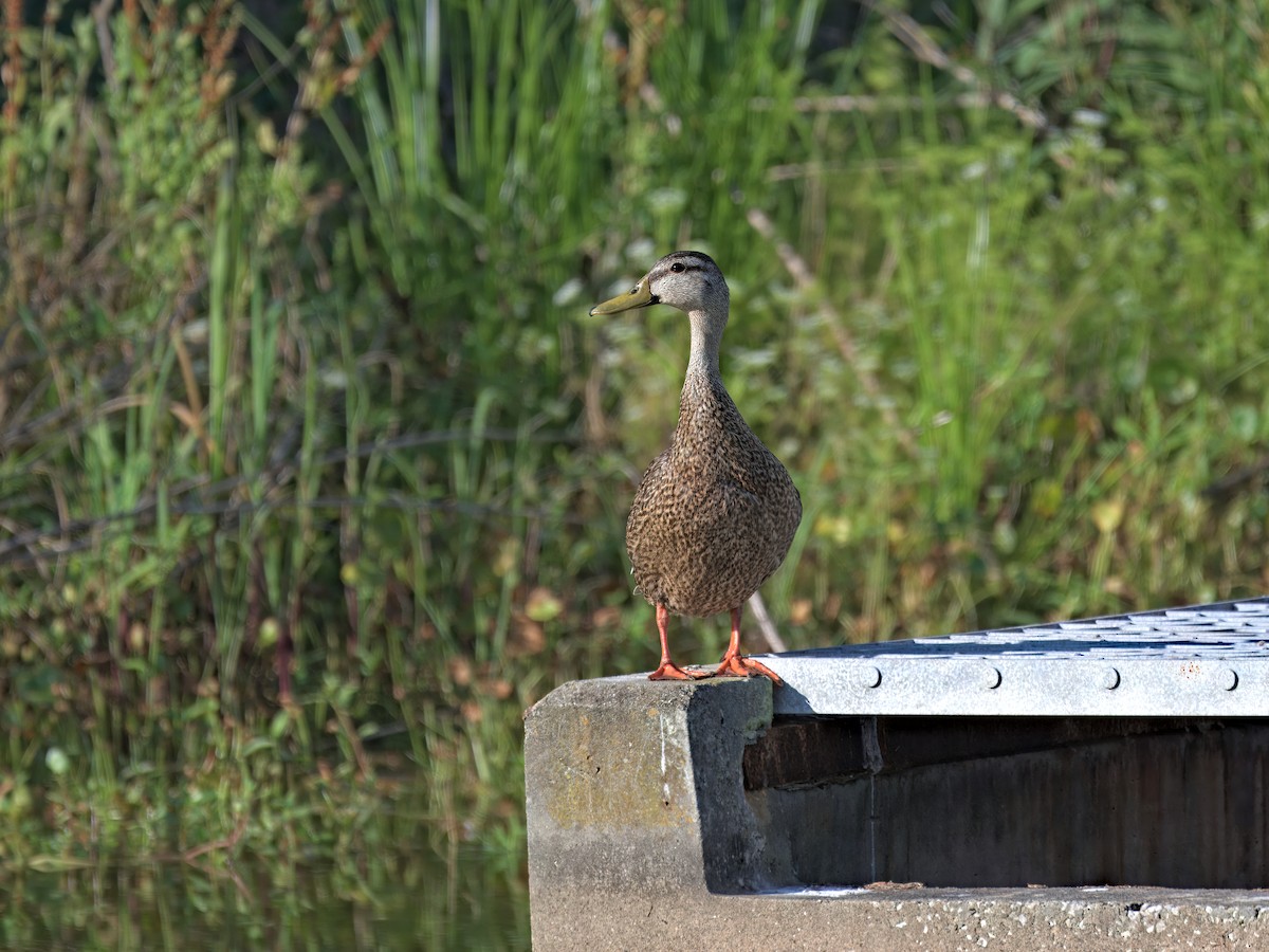 Mallard x Mottled Duck (hybrid) - ML636506117