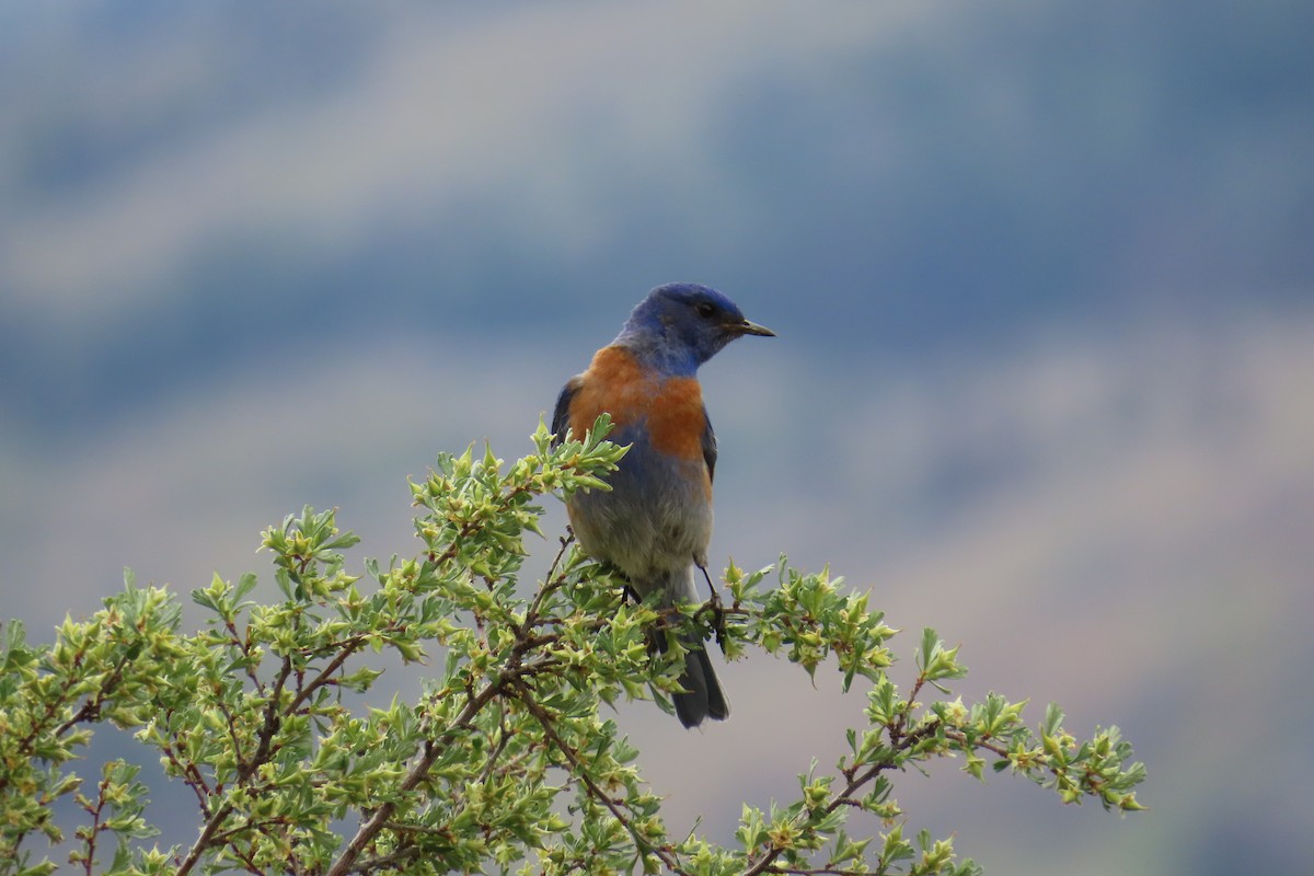 Western Bluebird - ML636506141