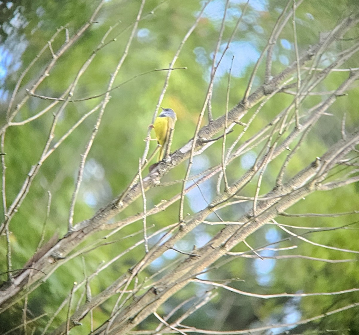 Mourning Warbler - ML636506152