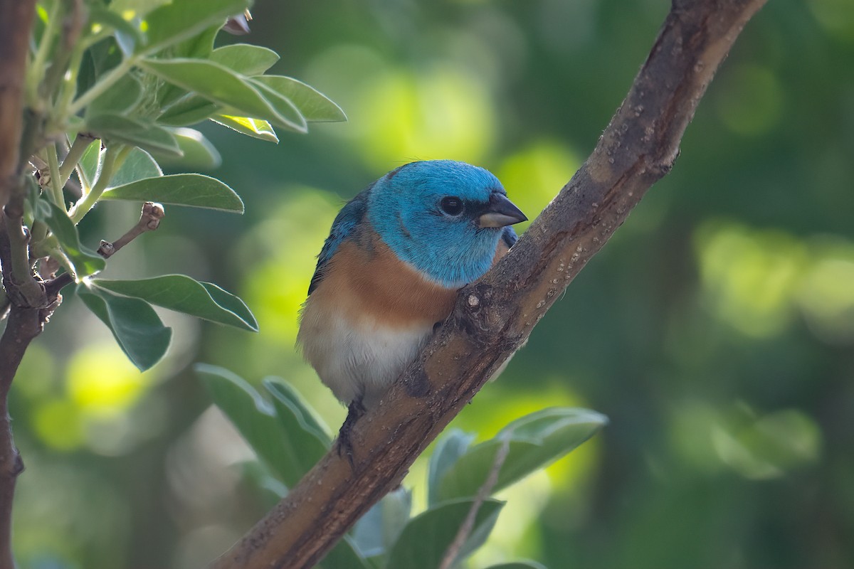 Lazuli Bunting - ML636506154