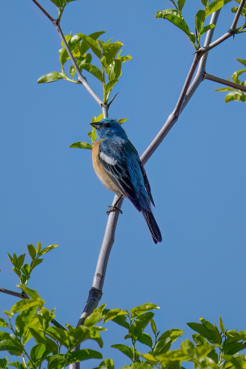 Lazuli Bunting - ML636506155