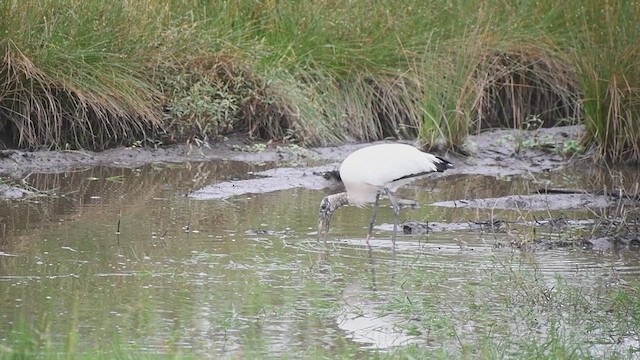 Wood Stork - ML636506158