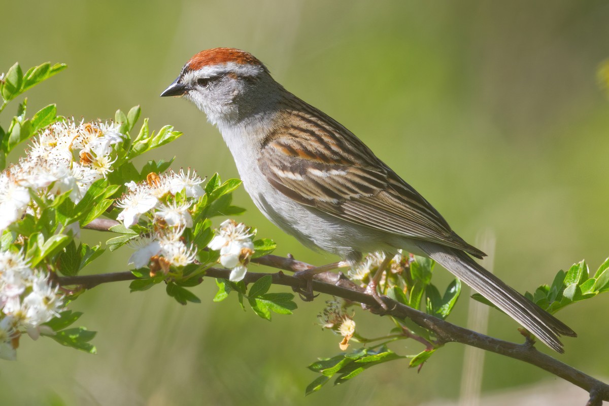 Chipping Sparrow - ML636506172