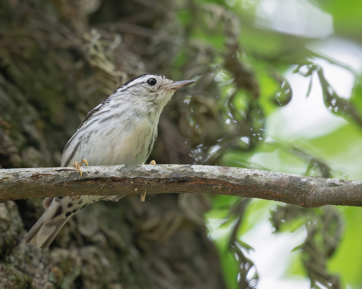 Black-and-white Warbler - ML636506188