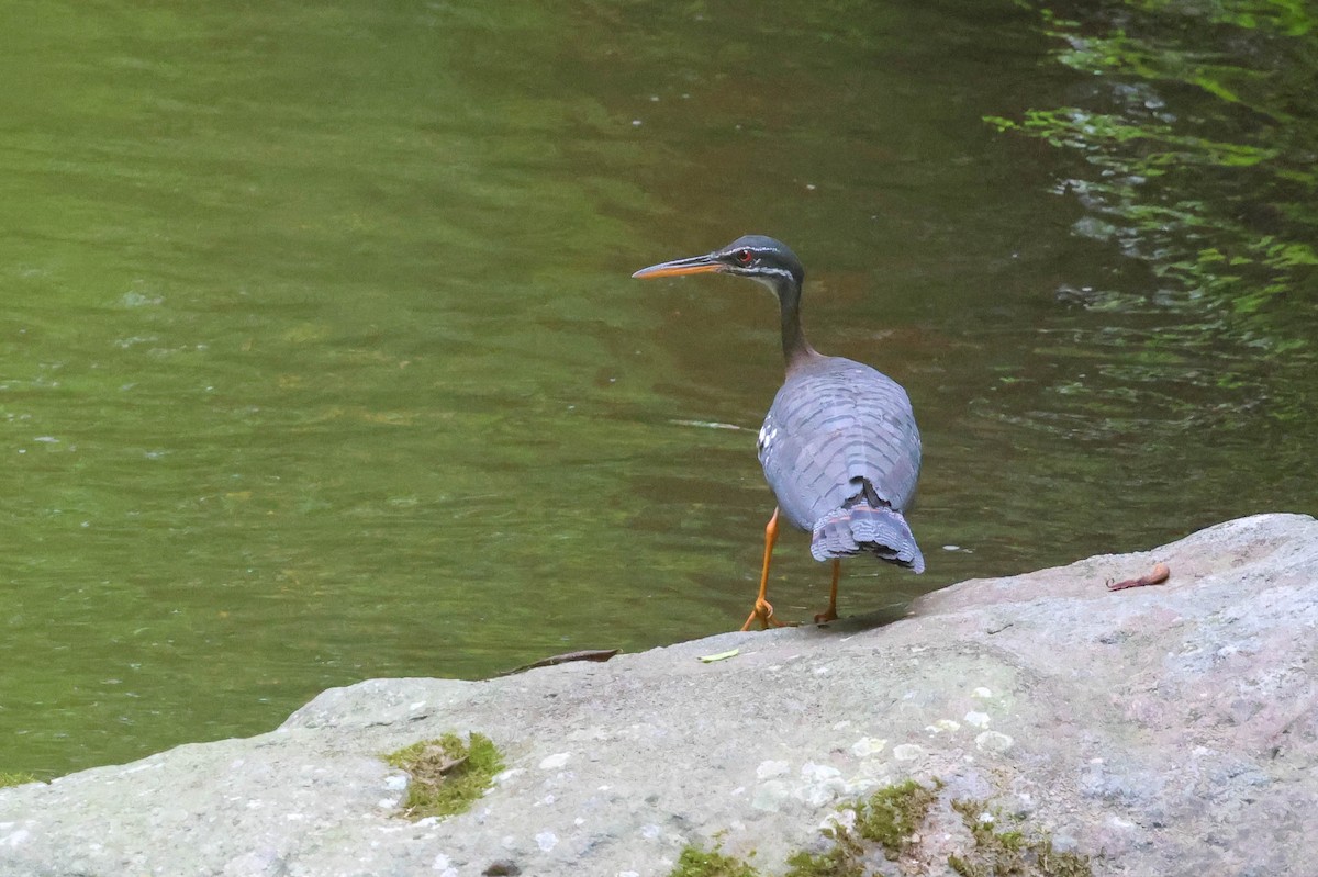 Sunbittern - ML636506241