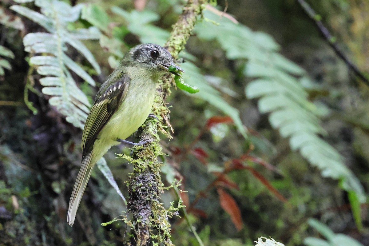 Slaty-capped Flycatcher - ML636506248