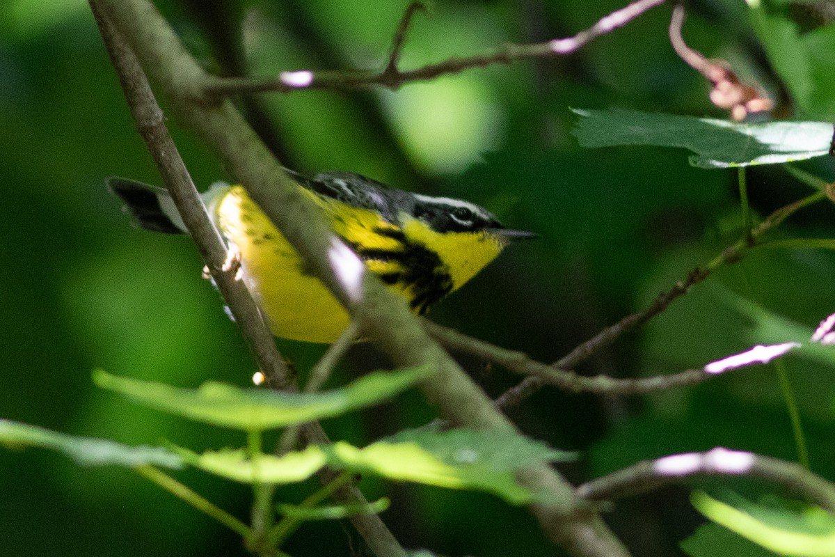 Magnolia Warbler - ML636506251