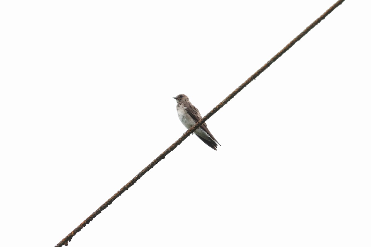Northern Rough-winged Swallow - ML636506255