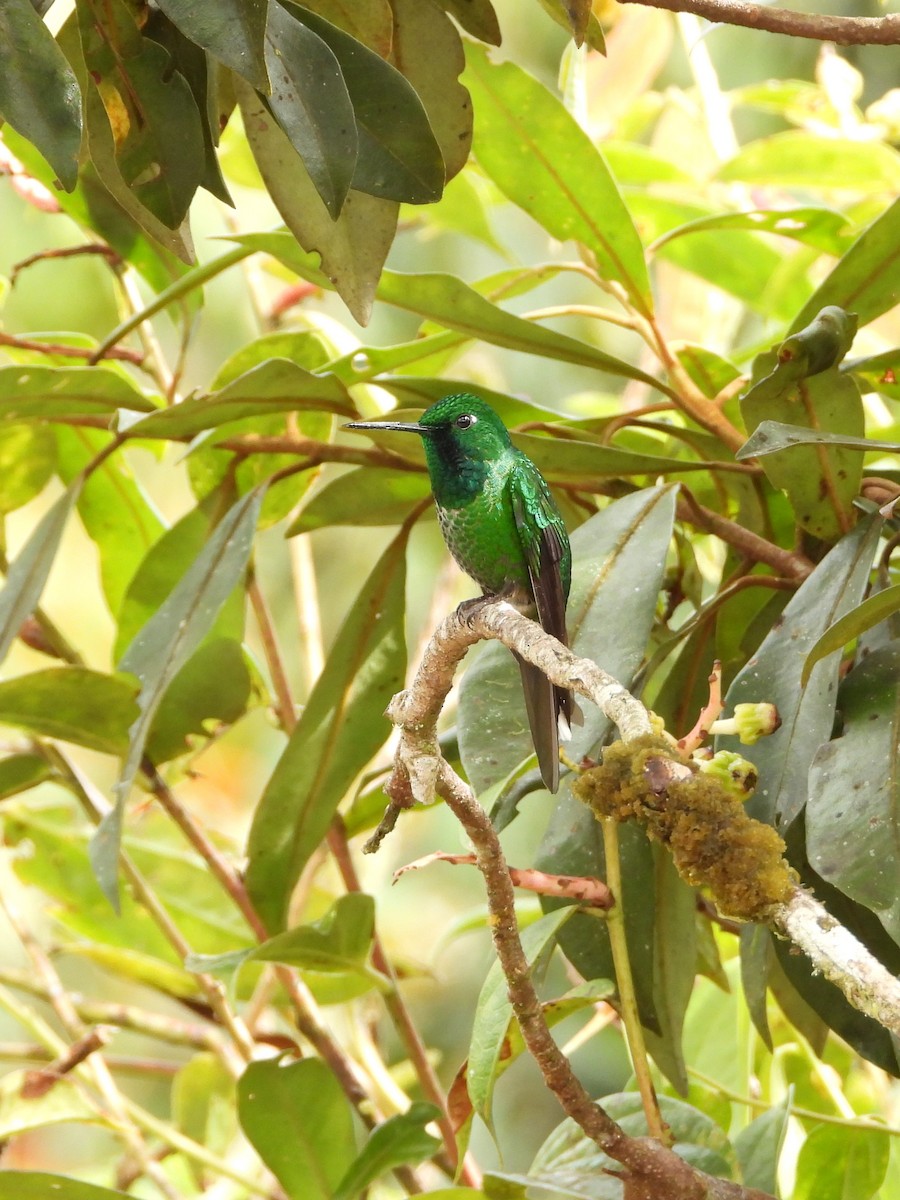 Rufous-vented Whitetip - ML636506258