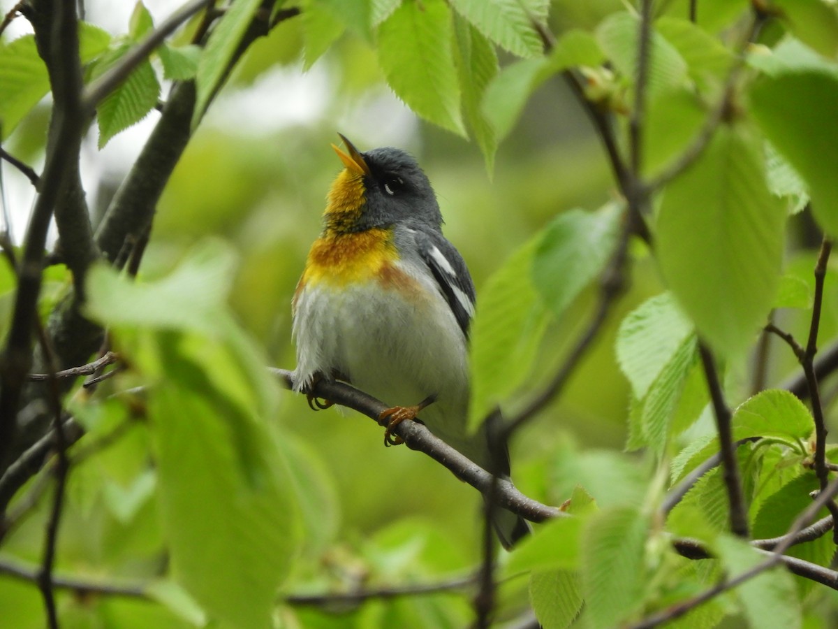 Northern Parula - ML636506306