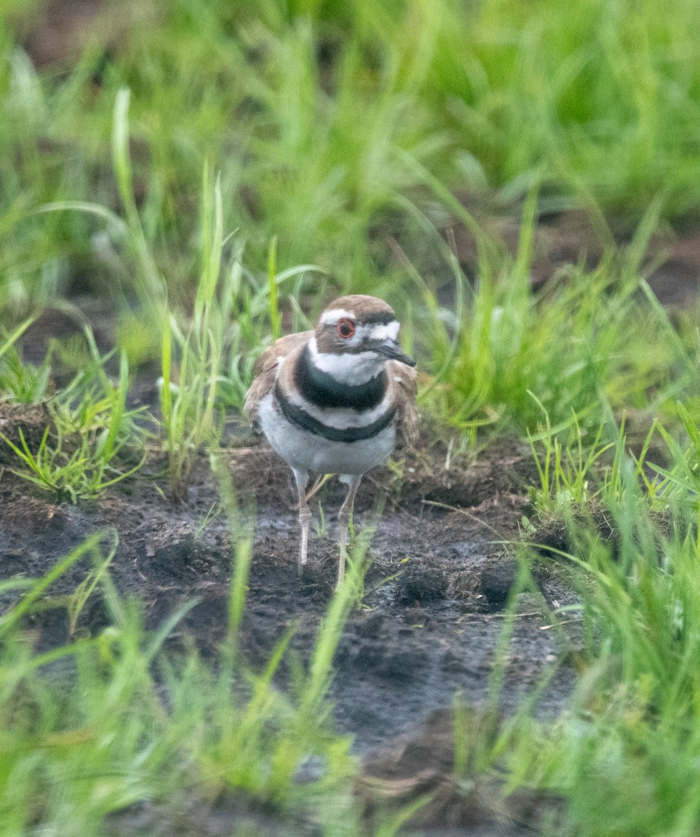 Killdeer - ML636506315