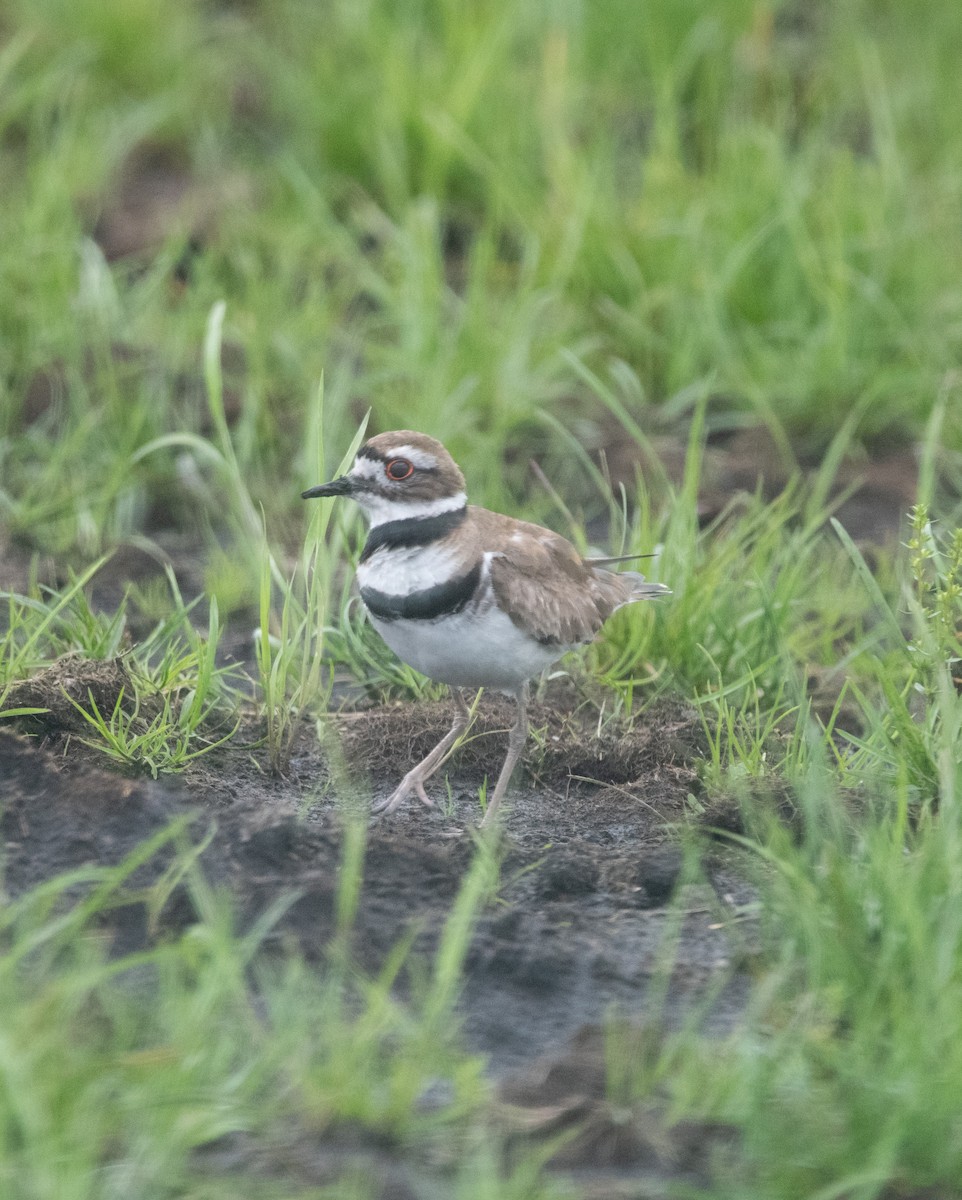Killdeer - ML636506316