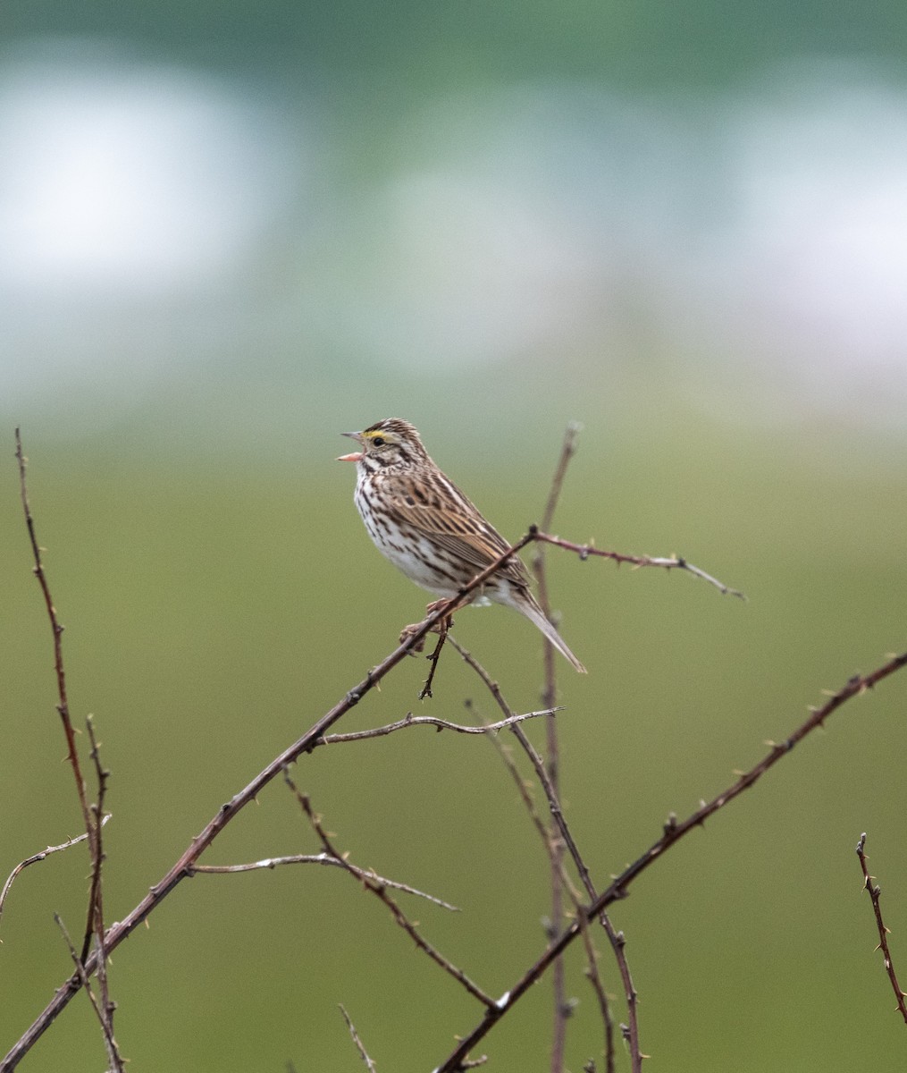 Savannah Sparrow - ML636506337