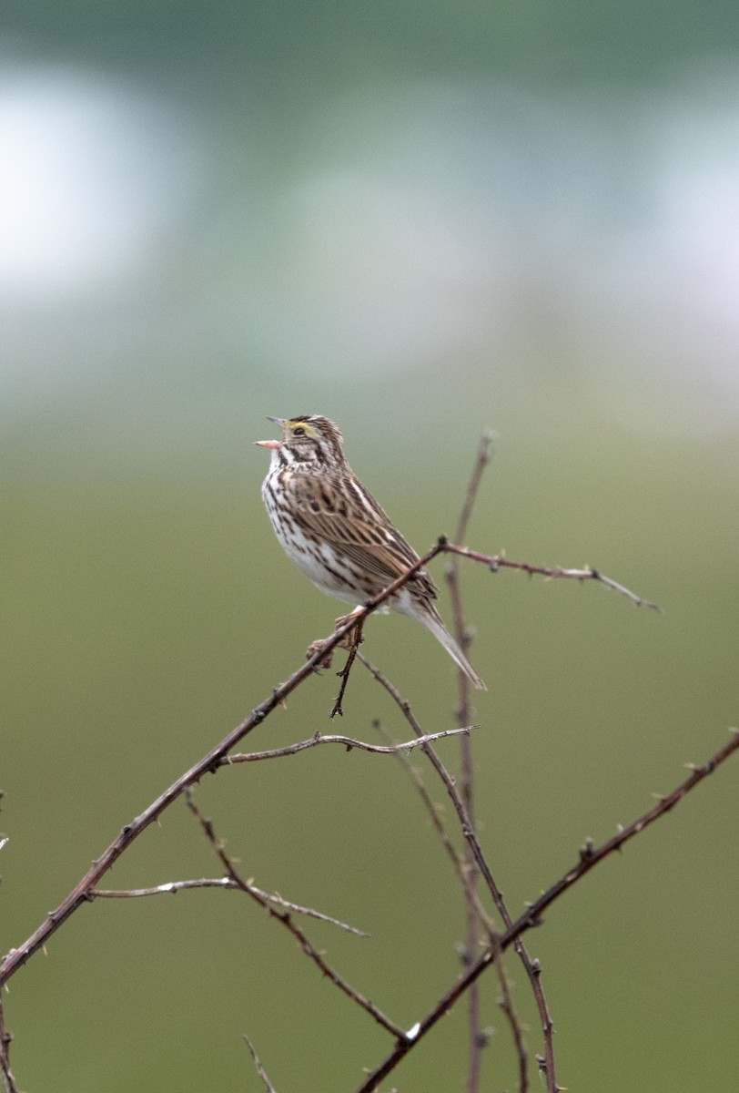 Savannah Sparrow - ML636506338