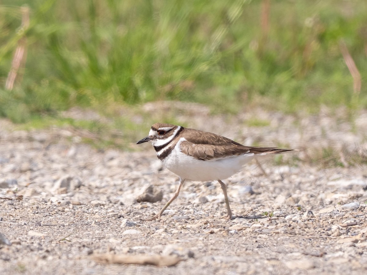 Killdeer - ML636506389