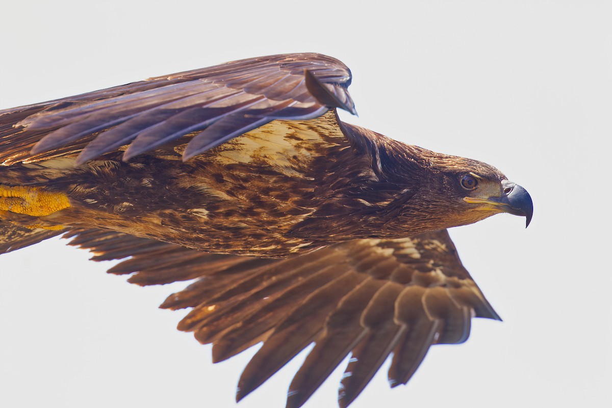 Bald Eagle - ML636506439