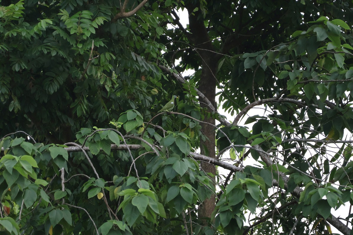 Claret-breasted Fruit-Dove - ML636506467