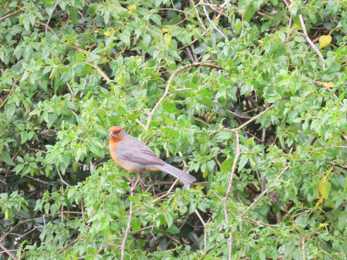 Cochabamba Mountain Finch - ML636506491