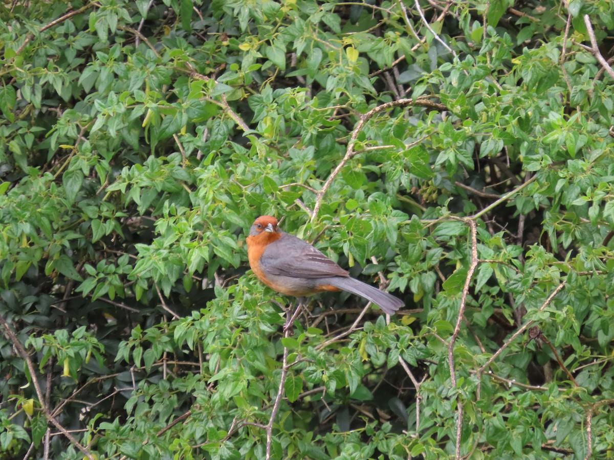 Cochabamba Mountain Finch - ML636506492