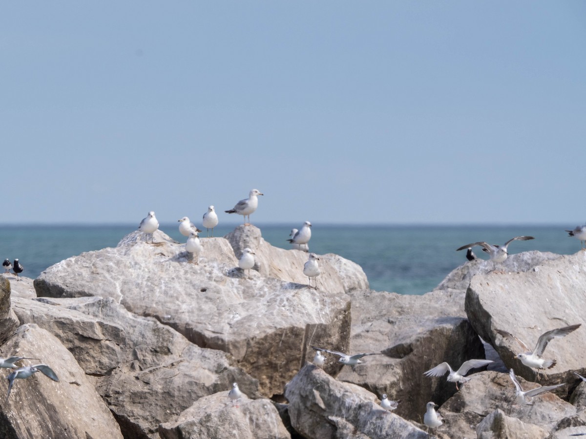 Bonaparte's Gull - ML636506634