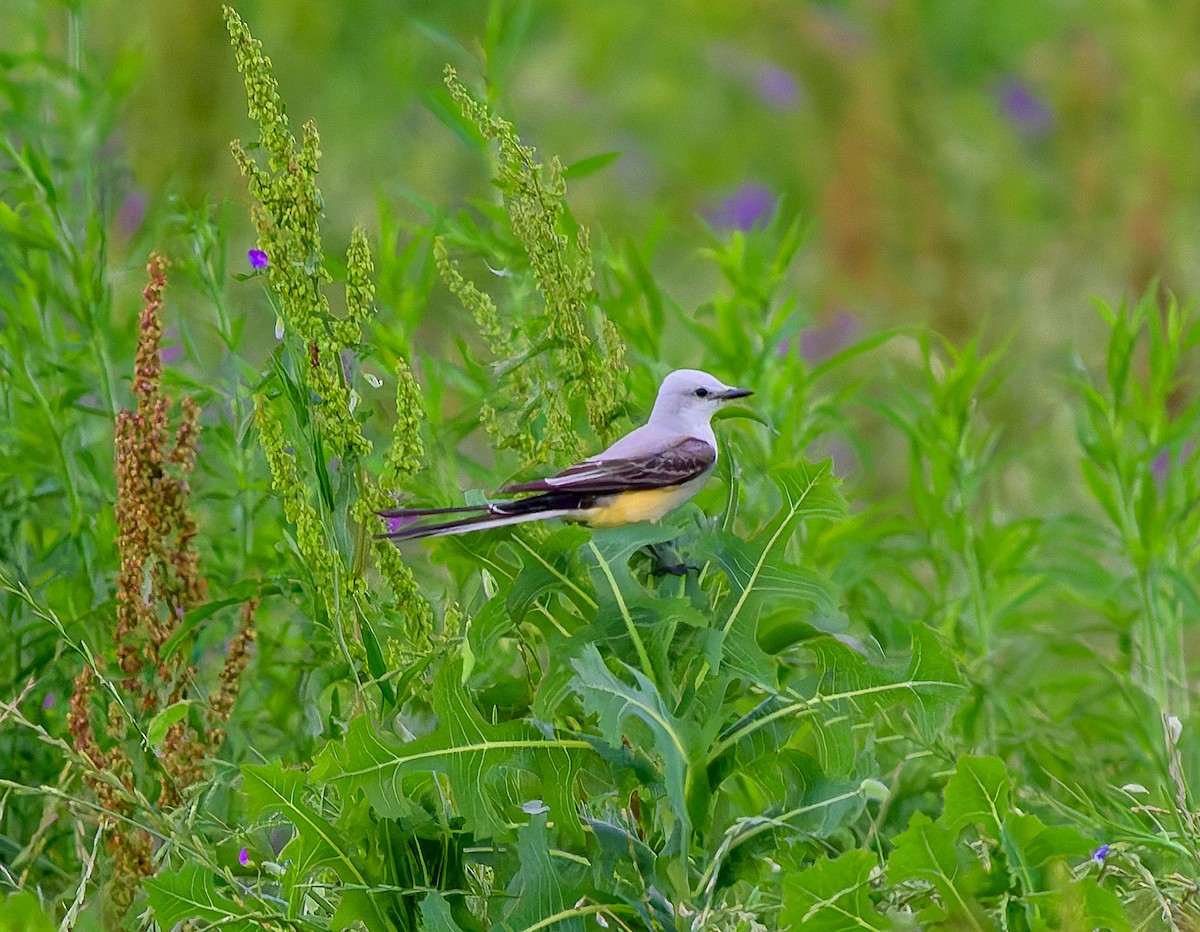 Scissor-tailed Flycatcher - ML636506721