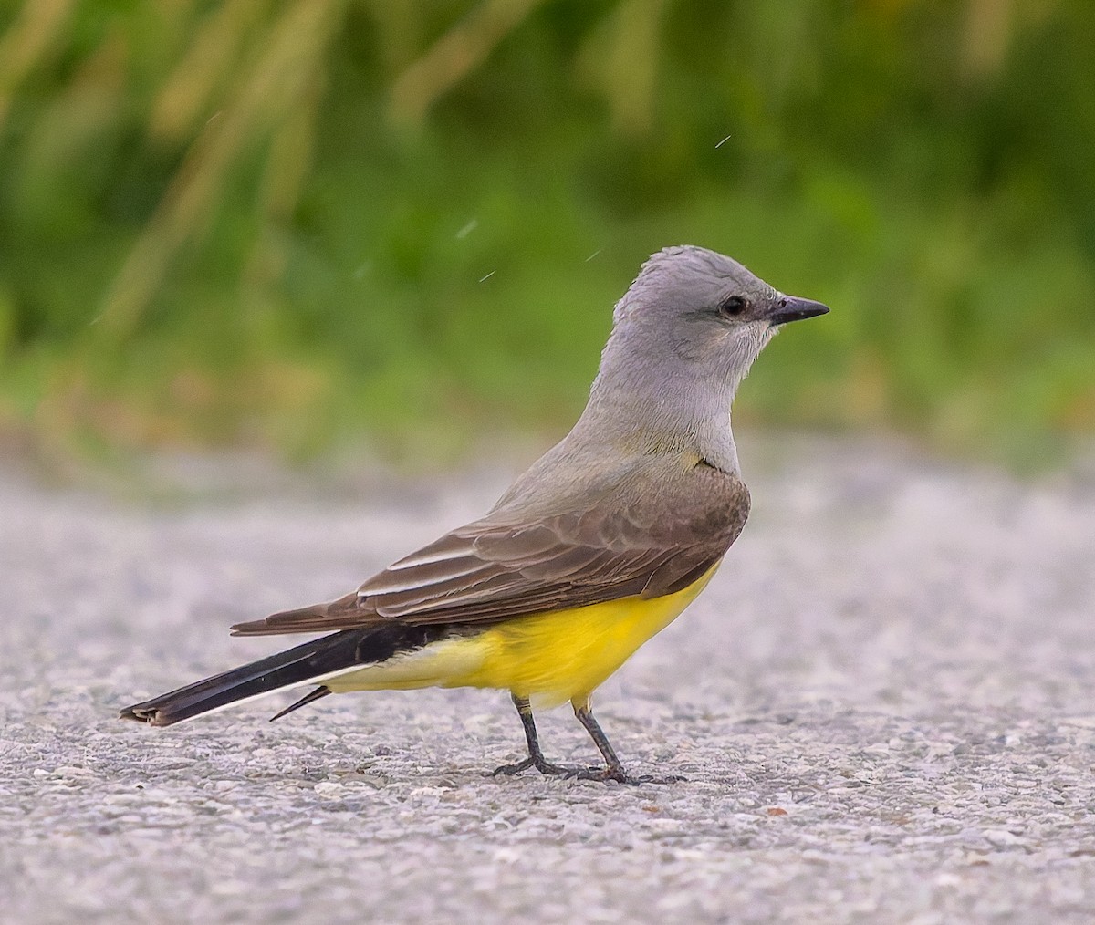 Western Kingbird - ML636506772