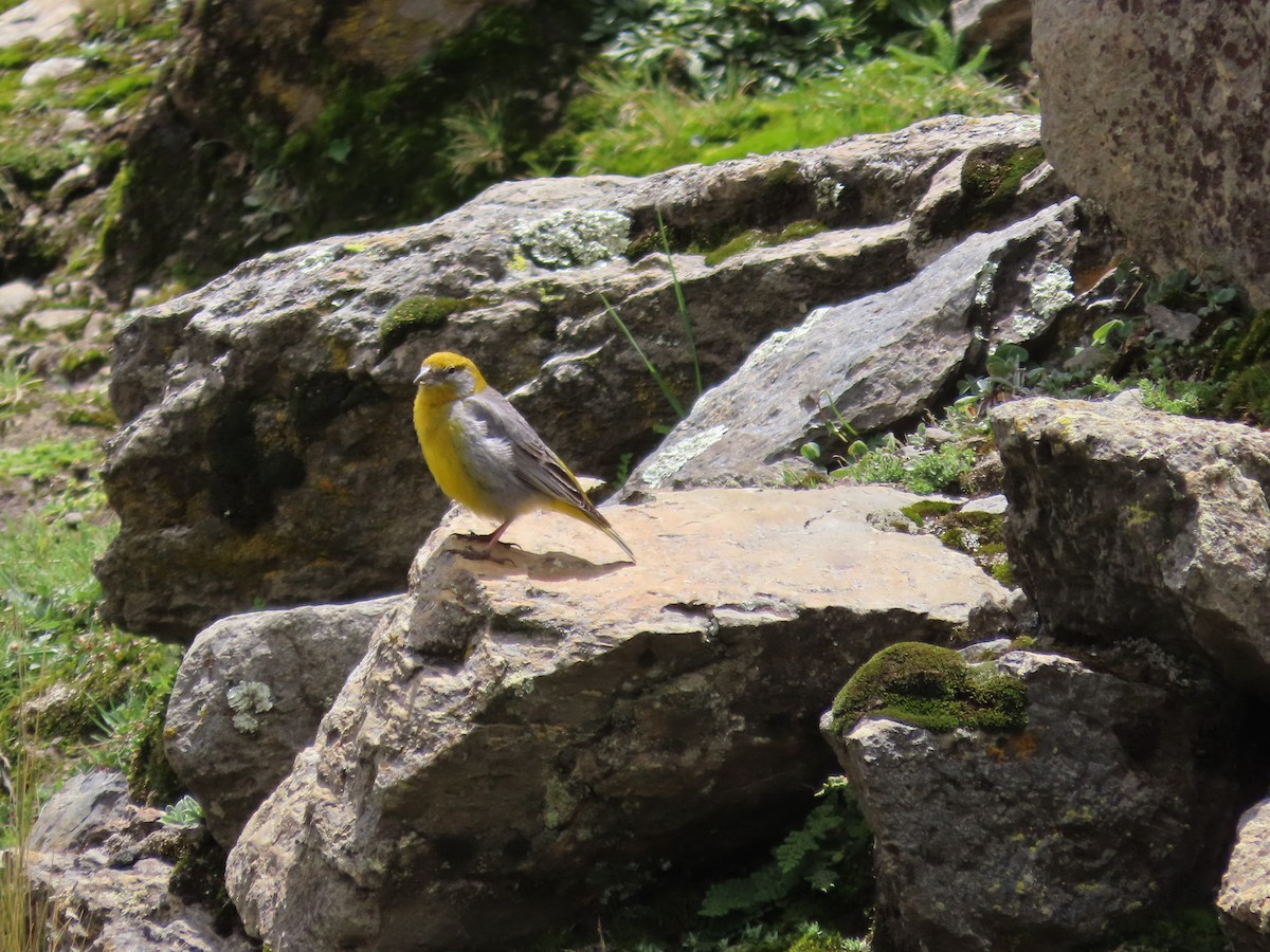 Bright-rumped Yellow-Finch - ML636506857