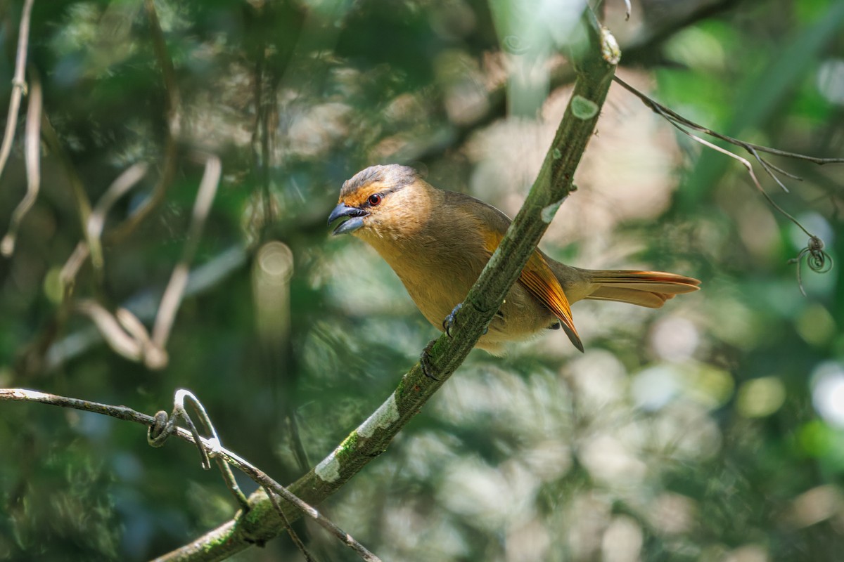 Brown Tanager - ML636506874
