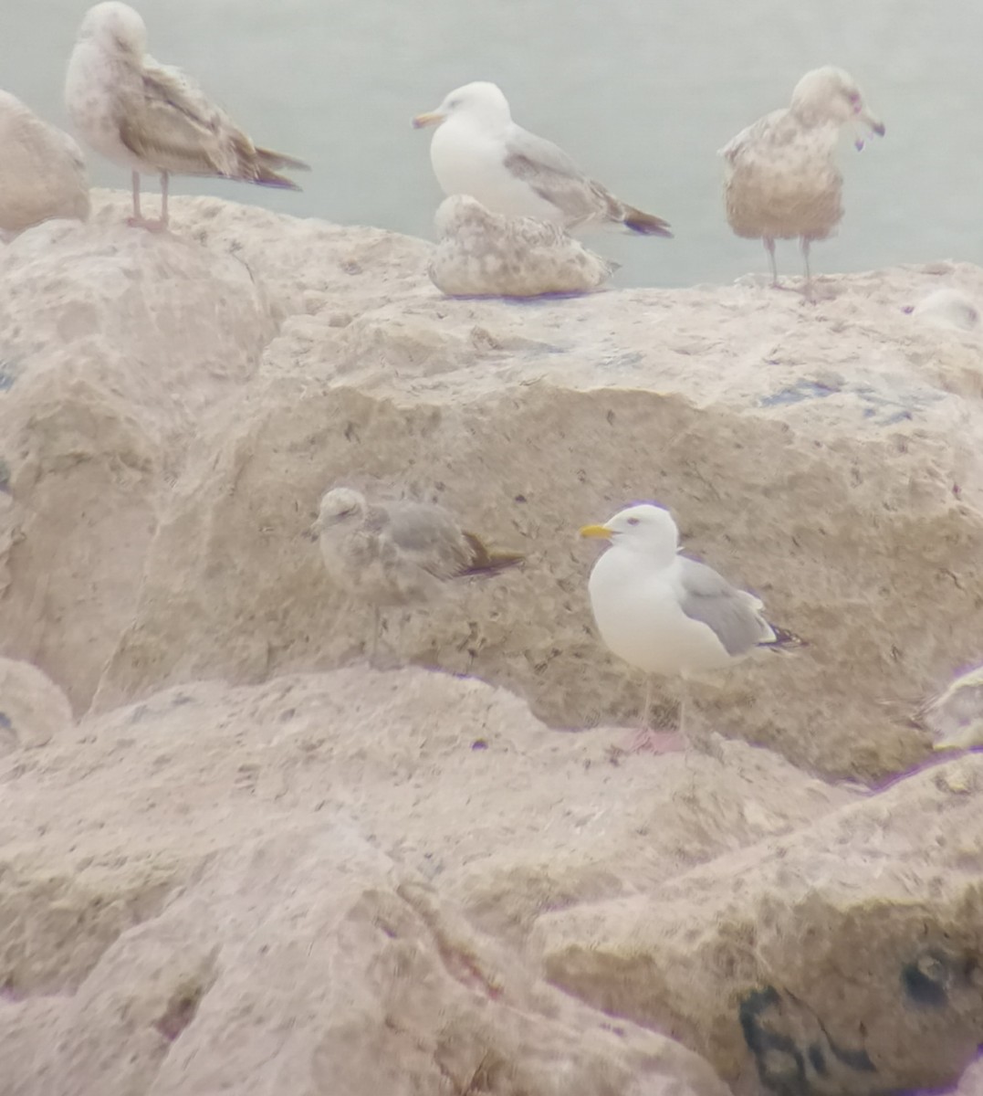 California Gull - ML636506883