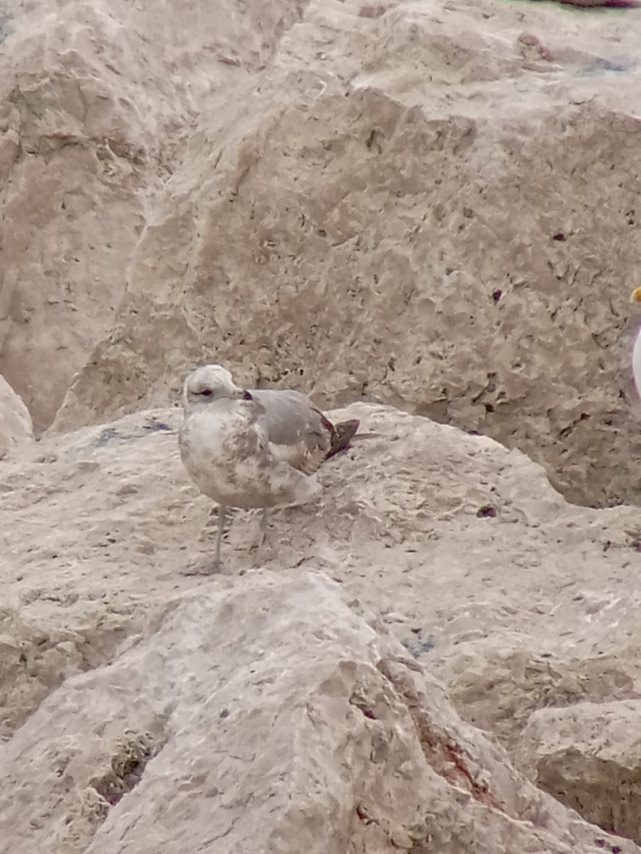 California Gull - ML636506884