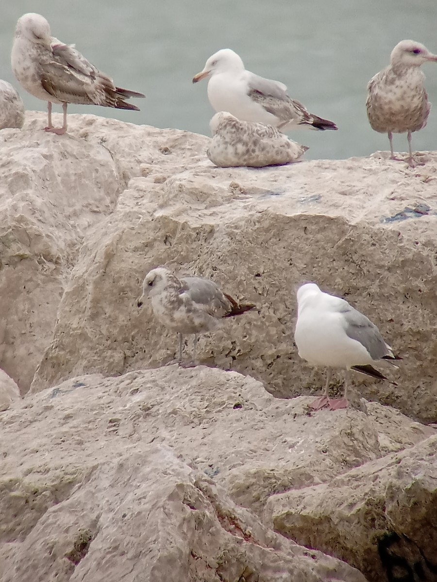 California Gull - ML636506885