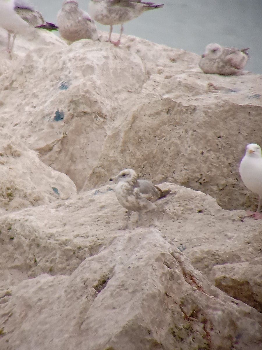 California Gull - ML636506886