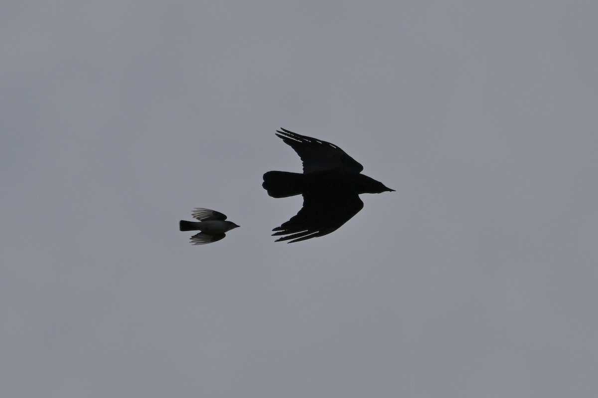 American Crow - ML636506895